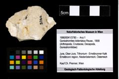 Foto (Objekt + Etiketten) von Goniodromites bidentatus (Reuss, 1858) 